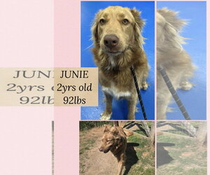 Mutt Dogs for adoption in Woodbury, NY, USA