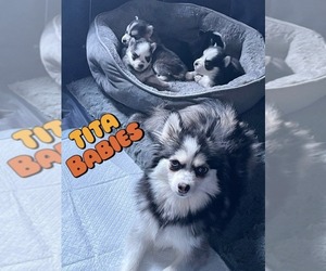 Pomsky Litter for sale in TUMWATER, WA, USA