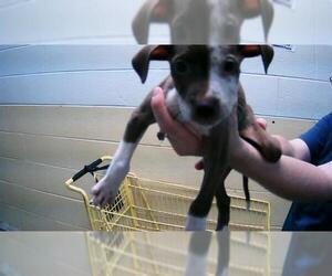 Medium American Pit Bull Terrier