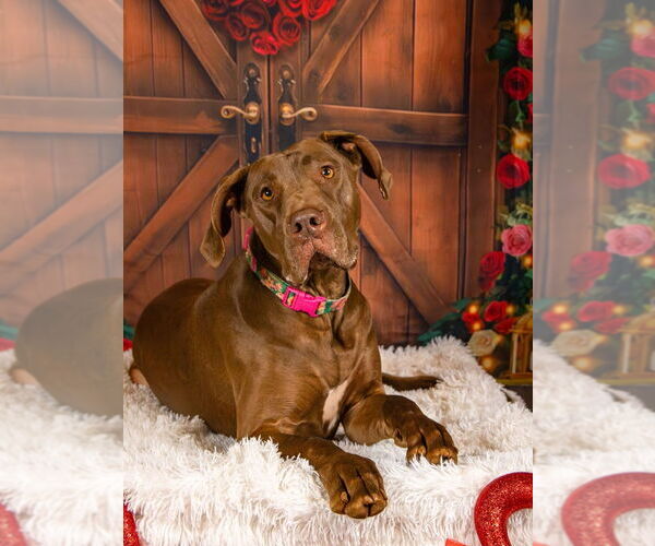 Medium Photo #5 Great Dane Puppy For Sale in Bullard, TX, USA