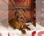Small #4 Great Dane