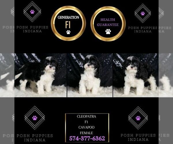 Medium Photo #2 Cavapoo Puppy For Sale in WARSAW, IN, USA