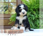 Small #2 Bernedoodle (Miniature)