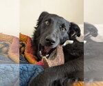 Small #2 Retriever  Mix