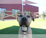 Small Photo #7 Mutt Puppy For Sale in Chestertown, MD, USA