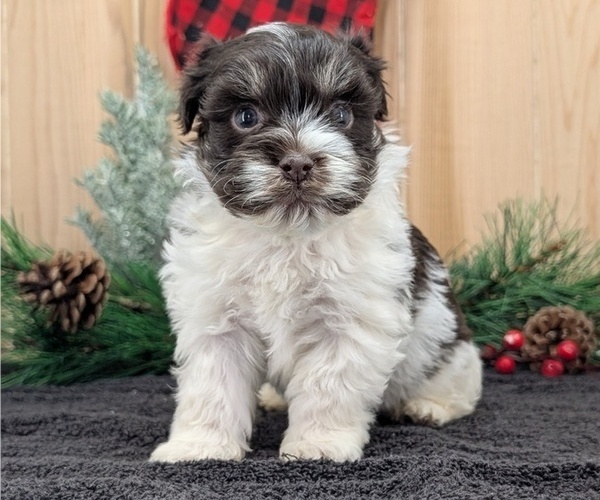 Medium Photo #9 Havanese Puppy For Sale in GOSHEN, IN, USA