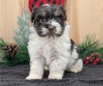 Small #8 Havanese