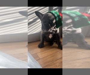 French Bulldog Puppy for sale in PLYMOUTH MEETING, PA, USA