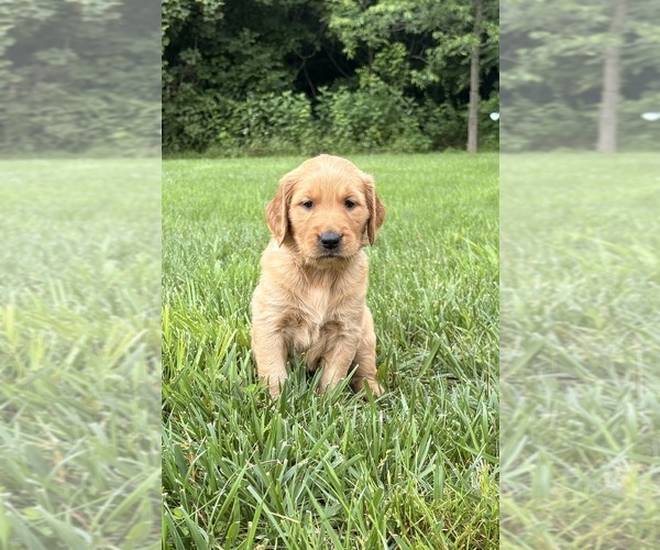 Medium Photo #1 Golden Retriever Puppy For Sale in CUB RUN, KY, USA