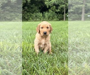 Golden Retriever Puppy for sale in CUB RUN, KY, USA