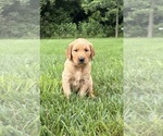 Small Golden Retriever