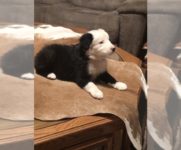 Medium Photo #4 Border Collie Puppy For Sale in BOWLING GREEN, KY, USA