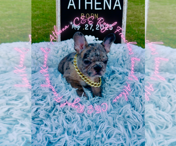 Medium Photo #1 French Bulldog Puppy For Sale in ATHENS, GA, USA