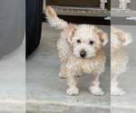 Small #2 Mutt