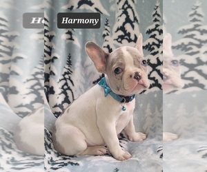 French Bulldog Puppy for sale in MINERAL WELLS, WV, USA