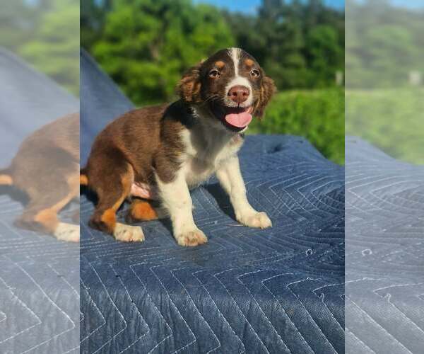 Medium Photo #2 Australian Shepherd-Chihuahua Mix Puppy For Sale in Wakefield, RI, USA