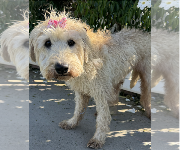 Medium Photo #8 Retriever -Unknown Mix Puppy For Sale in Newport Beach, CA, USA