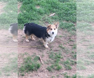 Father of the Pembroke Welsh Corgi puppies born on 03/29/2019