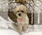 Small Photo #11 Maltipoo Puppy For Sale in VALLEY CENTER, CA, USA