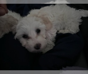 Maltipoo Puppy for sale in CROSBY, TX, USA