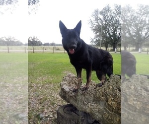 Mother of the German Shepherd Dog puppies born on 05/30/2025