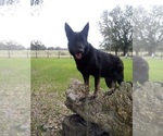 Small Photo #1 German Shepherd Dog Puppy For Sale in BUSHNELL, FL, USA