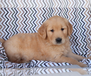 Golden Retriever Puppy for sale in SHILOH, OH, USA