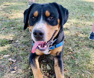 Father of the Greater Swiss Mountain Dog puppies born on 09/04/2025