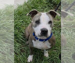 American Staffordshire Terrier Dogs for adoption in Fort Lauderdale, FL, USA