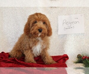 Cavapoo Puppy for sale in STANLEY, WI, USA