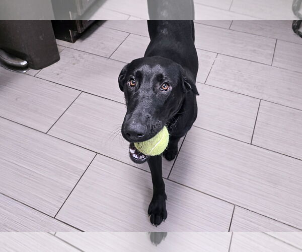 Medium Photo #1 Labrador Retriever-Unknown Mix Puppy For Sale in Clovis, CA, USA