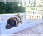 Small Photo #12 German Shorthaired Pointer Puppy For Sale in CORBIN, KY, USA