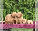 Small #1 Golden Irish