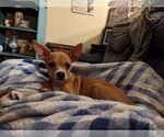 Small Photo #2 Chihuahua Puppy For Sale in Morganville, NJ, USA