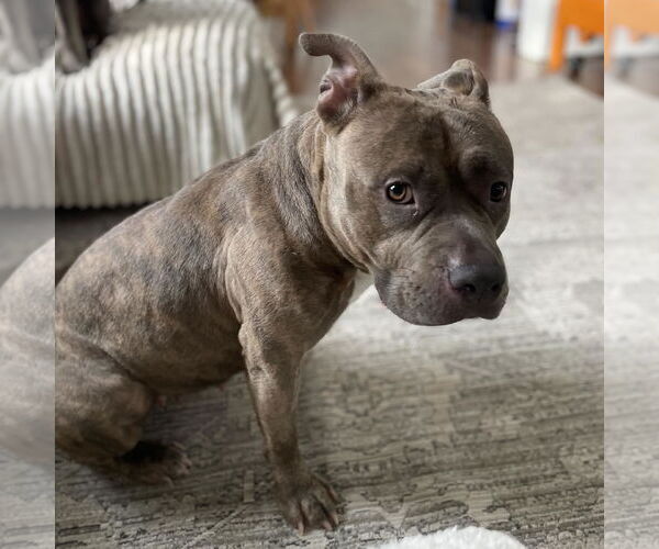 Medium Photo #4 American Staffordshire Terrier-Unknown Mix Puppy For Sale in Princeton, MN, USA