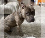 Small #3 American Staffordshire Terrier Mix
