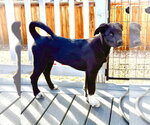Small Photo #4 Scottish Collisky Puppy For Sale in Littleton, CO, USA
