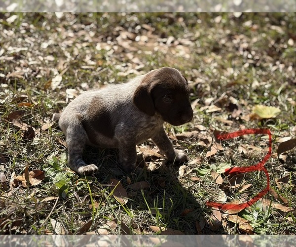 Medium Photo #1 German Shorthaired Pointer Puppy For Sale in BONIFAY, FL, USA
