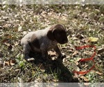 Small German Shorthaired Pointer