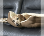 Small #4 Dachshund