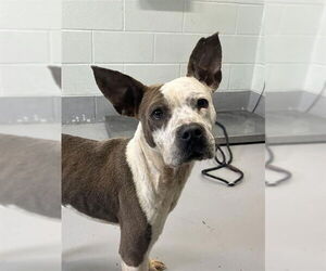 American Pit Bull Terrier-Unknown Mix Dogs for adoption in Corpus Christi, TX, USA