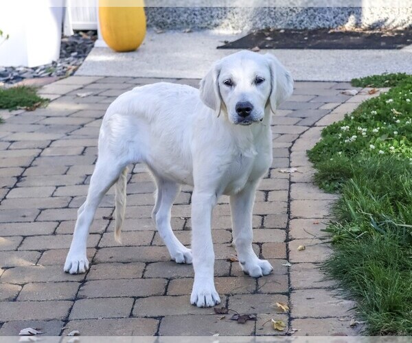 Medium Photo #4 Golden Retriever Puppy For Sale in SYRACUSE, IN, USA