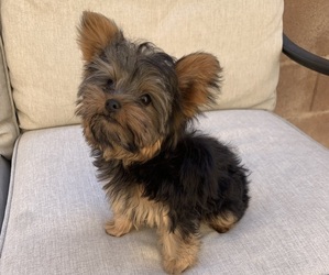 Yorkshire Terrier Puppy for sale in LAS VEGAS, NV, USA