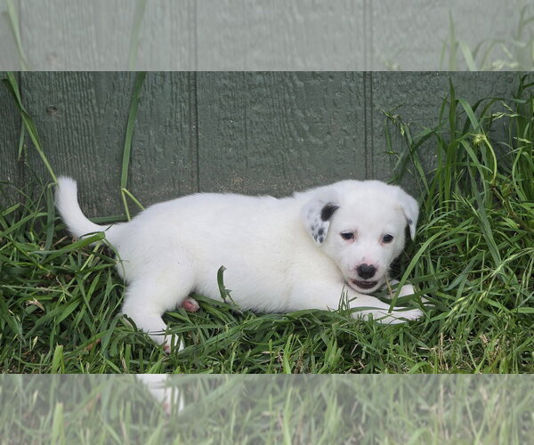 Medium Photo #3 Australian Shepherd Puppy For Sale in Brewster, NY, USA