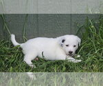Small #2 Australian Shepherd