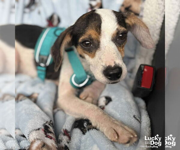 Medium Photo #2 Beagle-Coonhound Mix Puppy For Sale in Washington, DC, USA