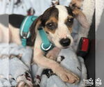Small #1 Beagle-Coonhound Mix