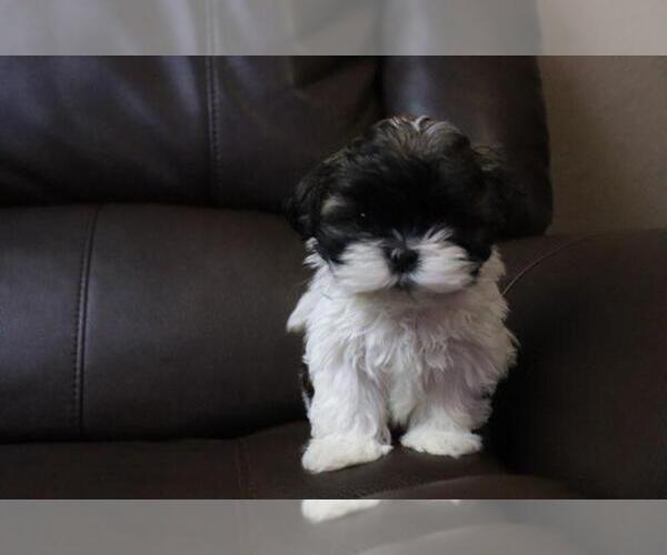 Medium Photo #1 Shih Tzu Puppy For Sale in HIALEAH, FL, USA
