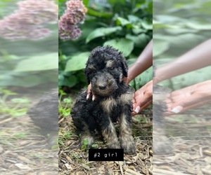 Poodle (Standard) Puppy for sale in MONCLOVA, OH, USA