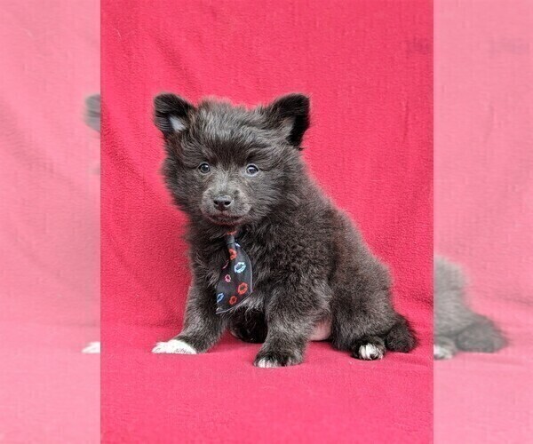 Medium Photo #3 Chiranian Puppy For Sale in NEW FREEDOM, PA, USA
